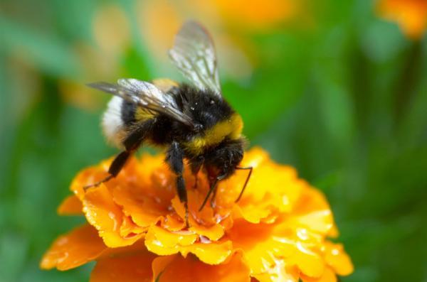 BEE