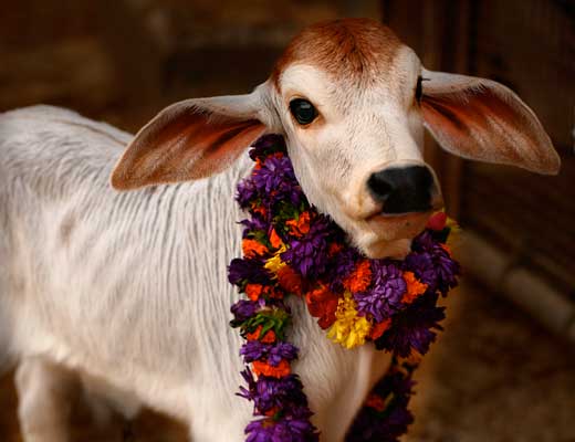 cow protection