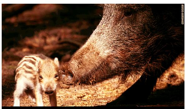 boar