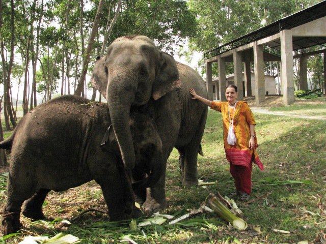 elephants