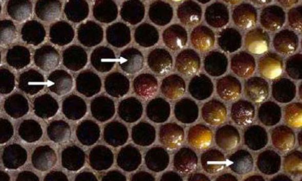 Entombed' pollen is identified as having sunken