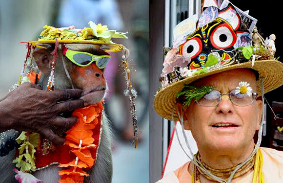 Monkey Guru or Spiritual Master? 