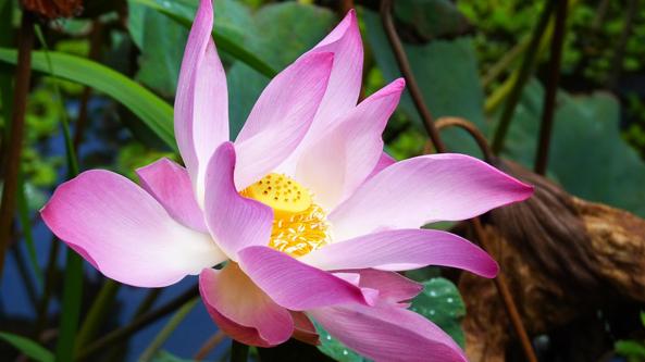 sacred flowers