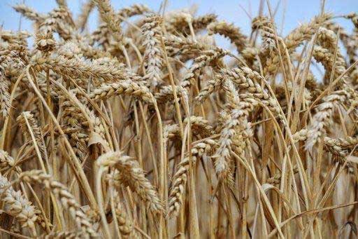 Wheat production world-wide is under threat