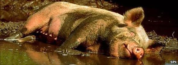 pig's love of mud