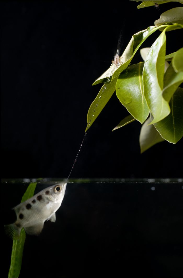 archerfish