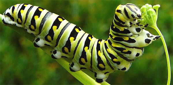 caterpillar