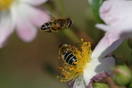bees at work