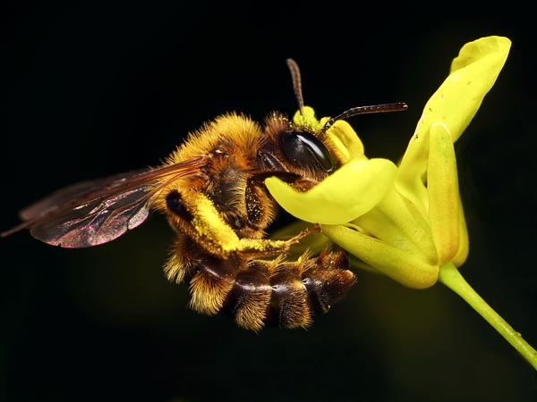 National Geographic: Bee Viruses Spread via Flower Pollen