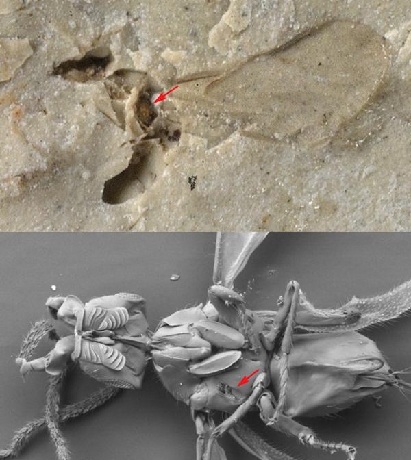 fig wasp