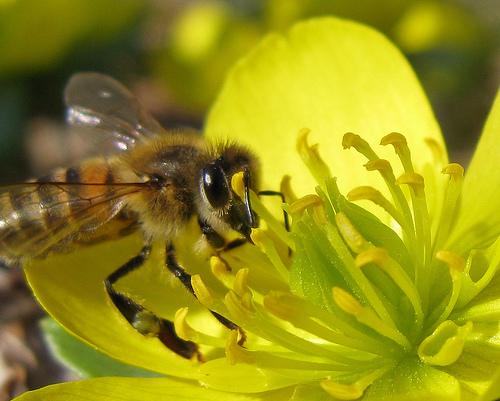 honey bee