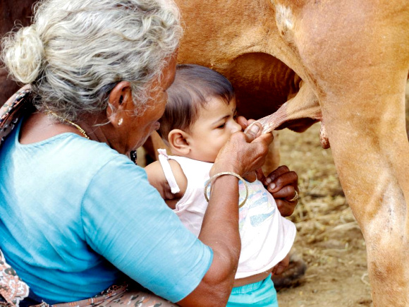 naturel cows milk