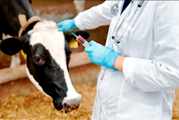 Cow vaccination