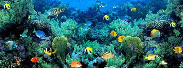“such complexity indicates that sponges must have descended from a more advanced ancestor than previously suspected.”