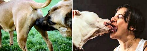They are in dog consciousness; we have to raise them to God consciousness