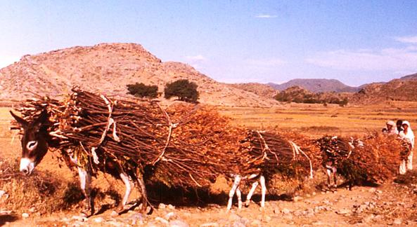 Donkeys carrying wood