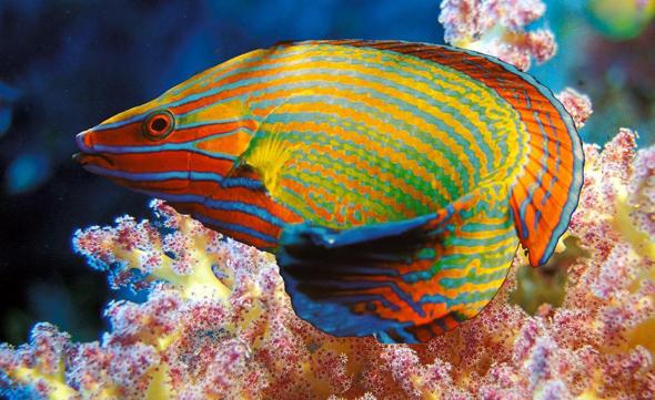 fish