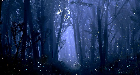 in the evening many glowworms are visible in the trees
