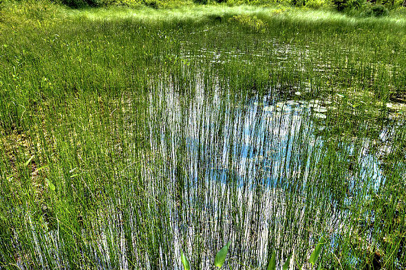 a lake that is gradually sucked up by the big grass straws on its bank