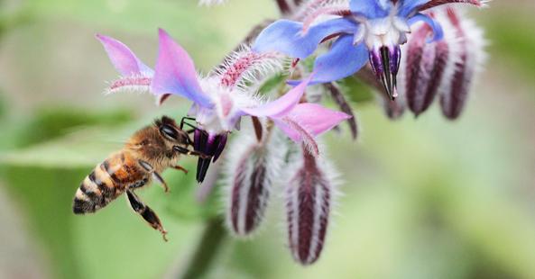 honey bee