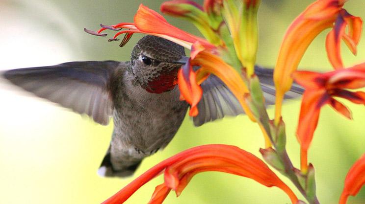 hummingbird
