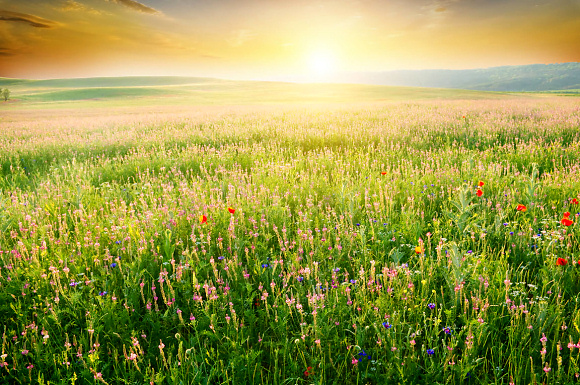Nature Farmland