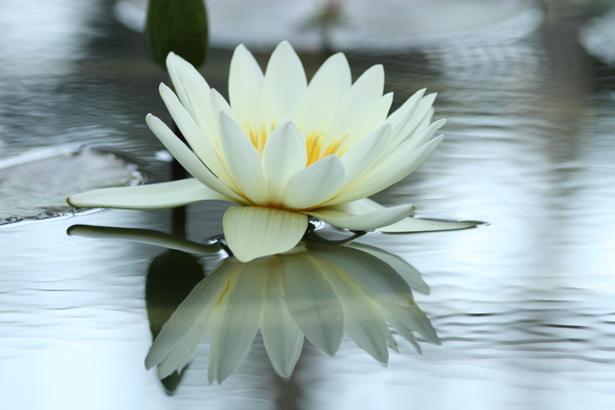 sacred flowers