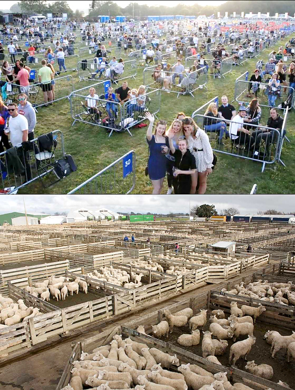 NOT BETTER THAN SHEEP