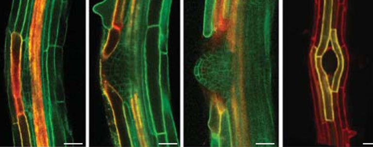 Auxin