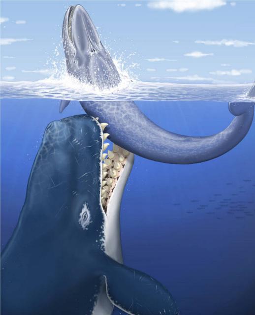 Leviathan melvillei