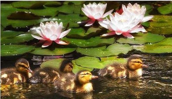 sacred flowers
