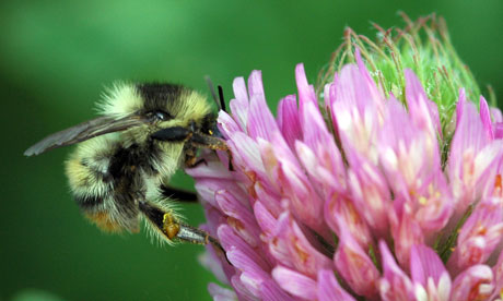 rare bee