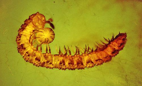 millipede