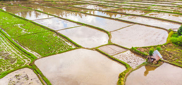 Rice Field