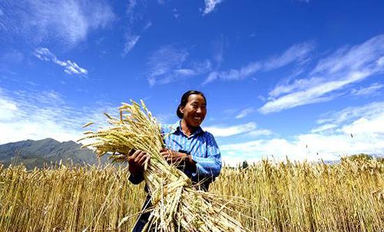 china grain harvest 2011